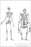 Poster, Many Sizes Available; Skeleton Of Human (1) And Gorilla (2), Unnaturally Stretched