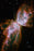 Poster, Many Sizes Available; Bug Nebula Or The Butterfly Nebula Hst