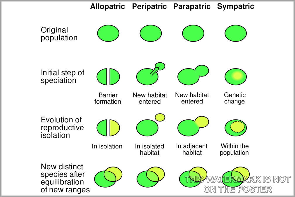 Poster, Many Sizes Available; Speciation Mechanisms Of Speciation Evol ...