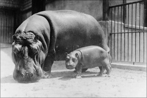 Poster, Many Sizes Available; Hippopotamus At The National Zoo, Washington, D.C. 3C20511U Original