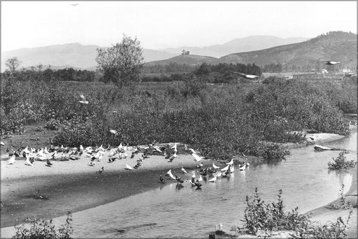 Poster, Many Sizes Available; Pigeons In The Los Angeles River On A Pigeon Ranch, Ca.1900 (Chs-1497) #031715