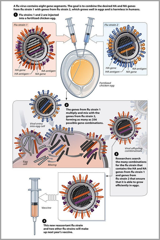 Poster, Many Sizes Available; Genetic Reassortment In The Production Of Vaccine