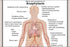 Poster, Many Sizes Available; Allergy Signs And Symptoms Of Anaphylaxis