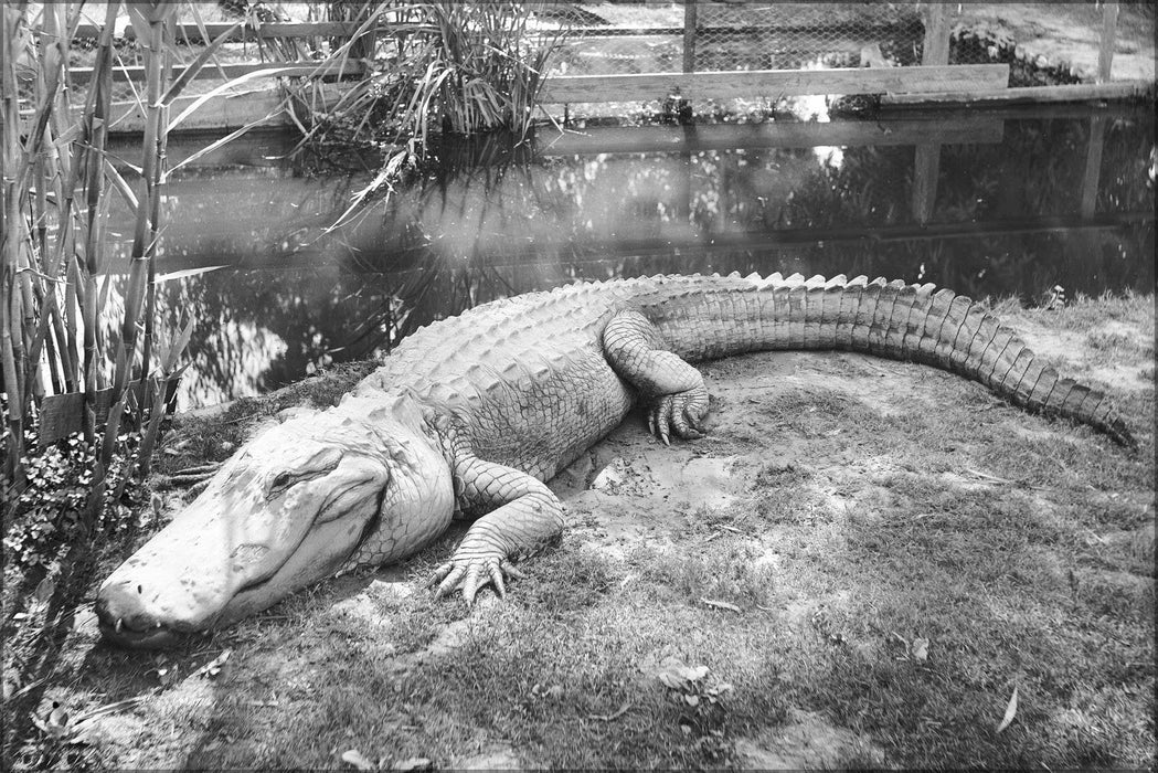 Poster, Many Sizes Available; Alligator Big Mug Sunbathing In Its Pen At An Alligator Farm (Possibly The California Alligator Farm, Los Ange