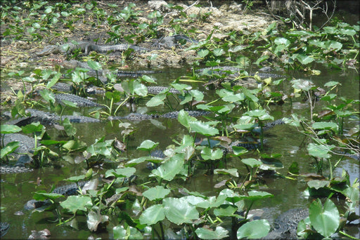 Poster, Many Sizes Available; Alligators At Shark Valley Picture 213