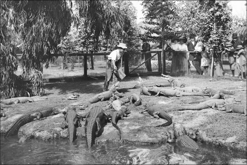 Poster, Many Sizes Available; Alligators Being Fed At An Alligator Farm, Los Angeles, Ca.1900 (-3050)