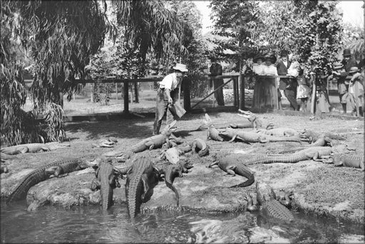 Poster, Many Sizes Available; Alligators Being Fed At An Alligator Farm, Los Angeles, Ca.1900 (-3050)