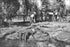 Poster, Many Sizes Available; Alligators Being Fed At An Alligator Farm, Los Angeles, Ca.1900 (-3050)