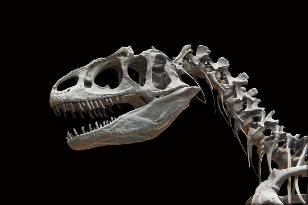 Poster, Many Sizes Available; Allosaurus Skeleton  Fragilis, Late Jurassic