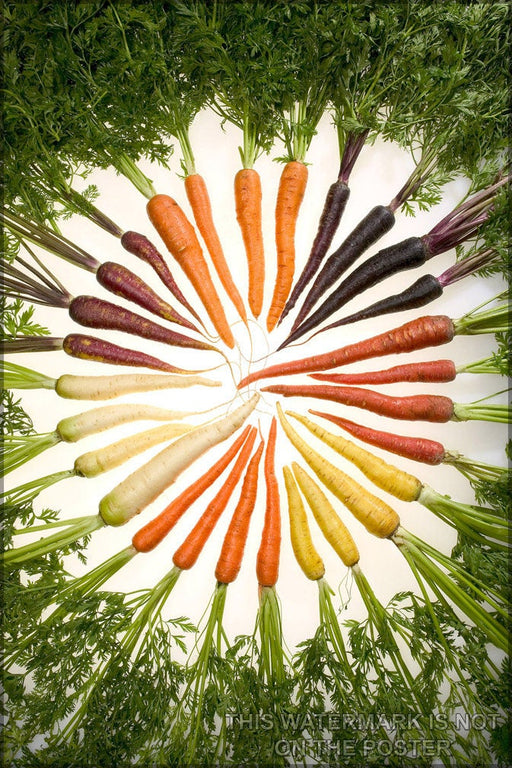 Poster, Many Sizes Available; Carrots Of Many Colors