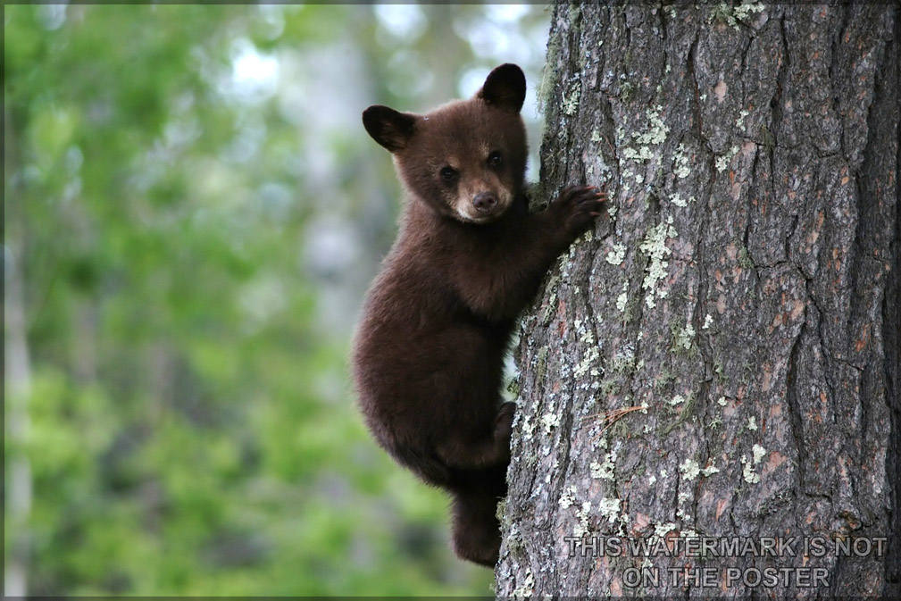 Poster, Many Sizes Available; American Black Bear Cub