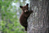 Poster, Many Sizes Available; American Black Bear Cub