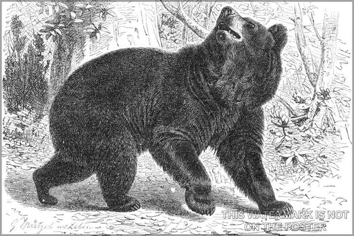 Poster, Many Sizes Available; American Black Bear Illustration