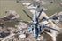 Poster, Many Sizes Available; Marine Corpsch-53E Super Stallion Helicopter Over Pakistan