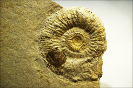 Poster, Many Sizes Available; Ammonite, Perisphictes, With Aptychi Late Jurassic Period