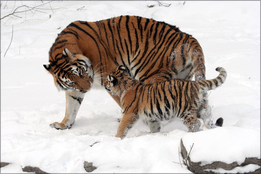 Poster, Many Sizes Available; Amur Tiger (Panthera Tigris Altaica)