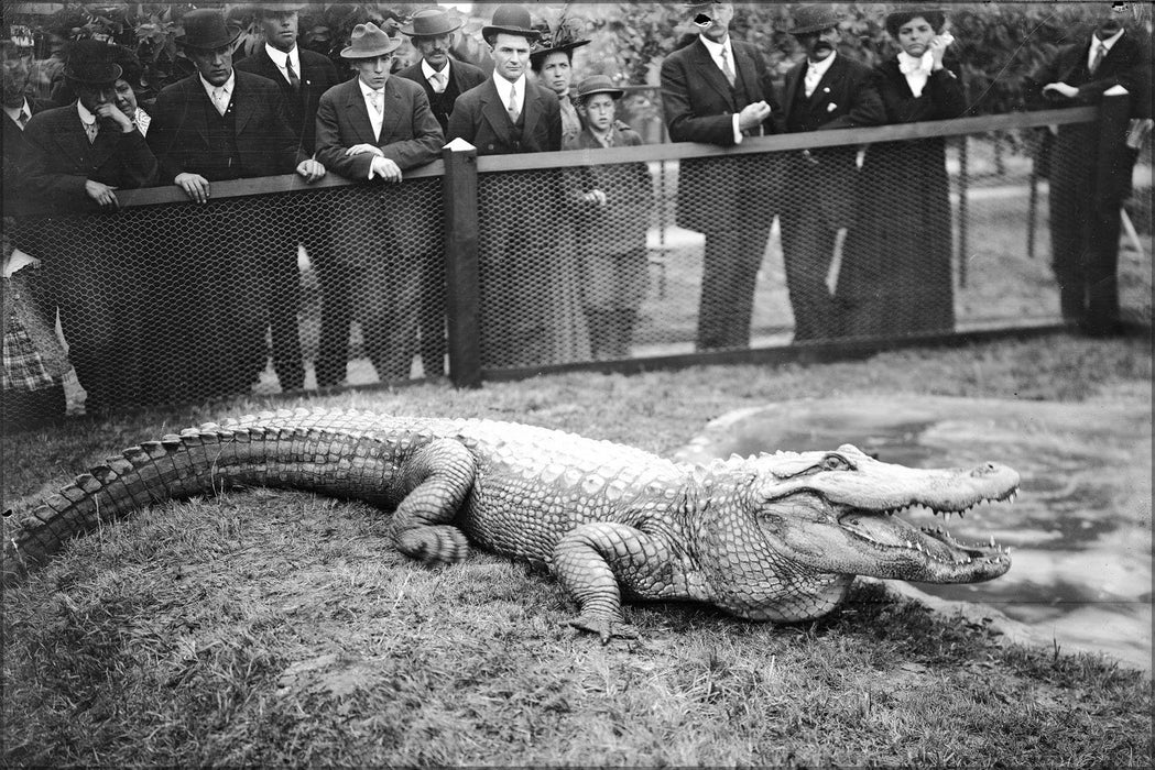 Poster, Many Sizes Available; An Alligator In Its Pen At Feeding Time At An Alligator Farm (Possibly The California Alligator Farm, Los Ange