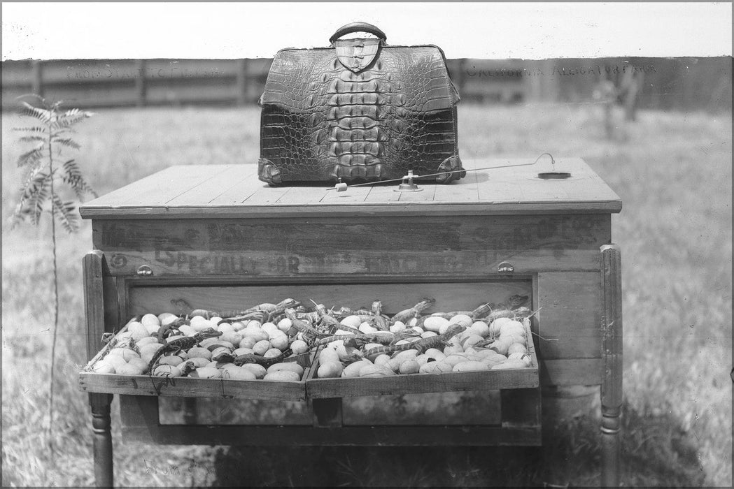 Poster, Many Sizes Available; An Incubator On An Alligator Farm (Possibly The California Alligator Farm, Los Angeles), Ca.1900 (-6301)