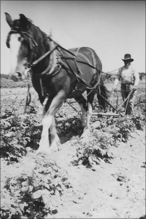 Poster, Many Sizes Available; Horse Pulling Plow Hand Held By Man Nara 285218