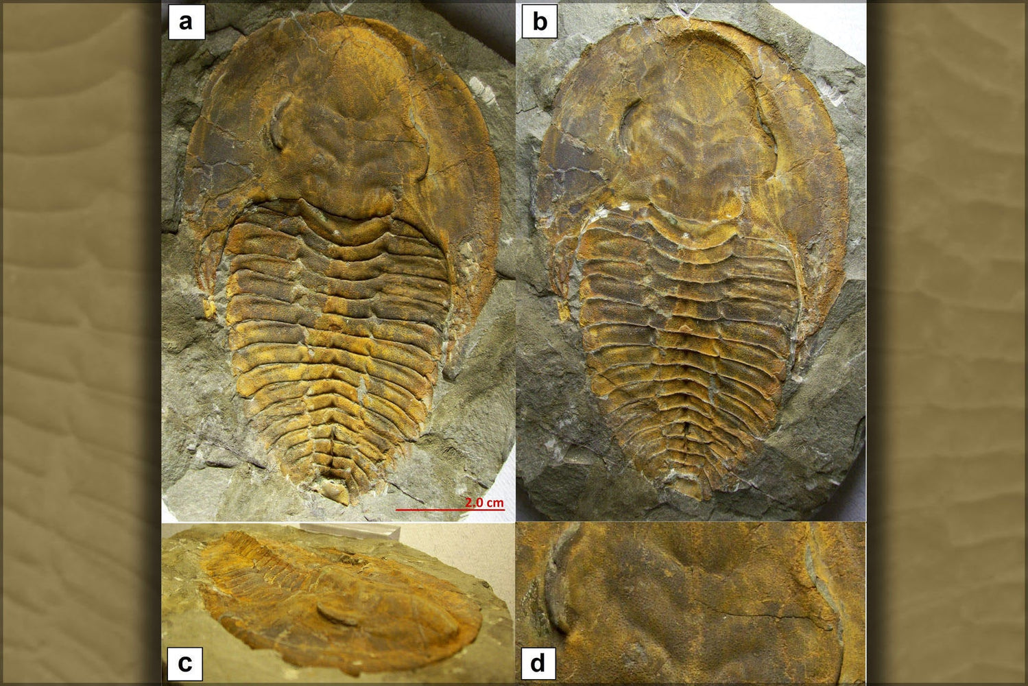 Poster, Many Sizes Available; Trilobite Fossil A)Dorsal B) Negative C Lateral D Glabella Region