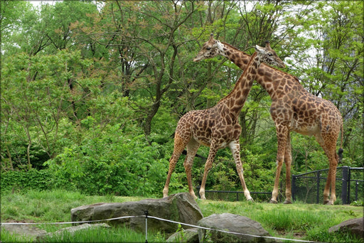 Poster, Many Sizes Available; Giraffes Pittsburgh Zoo Dsc02615