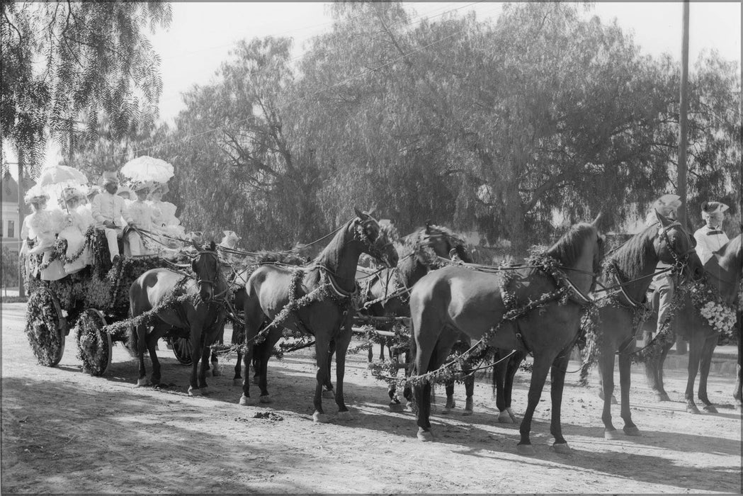 Poster, Many Sizes Available; Decorated Carriage, Tallyho, Drawn By Six Black Horses During The Tournament Of The Roses Parade, Ca.1895-1899