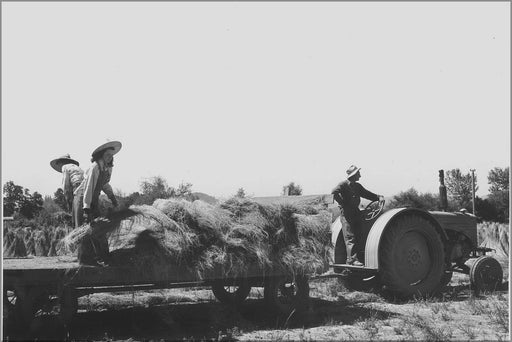 Poster, Many Sizes Available; Girls Drop Bundles Of Flax Straw, Wet From The Ratting Tank, Onto The Ground In The Drying Field Nara 283920