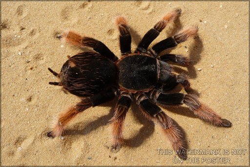 Poster, Many Sizes Available; Mexican Pink Tarantula Brachypelma Klaasi