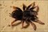 Poster, Many Sizes Available; Mexican Pink Tarantula Brachypelma Klaasi