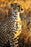 Poster, Many Sizes Available; Cheetah, Serengeti National Park In Tanzania