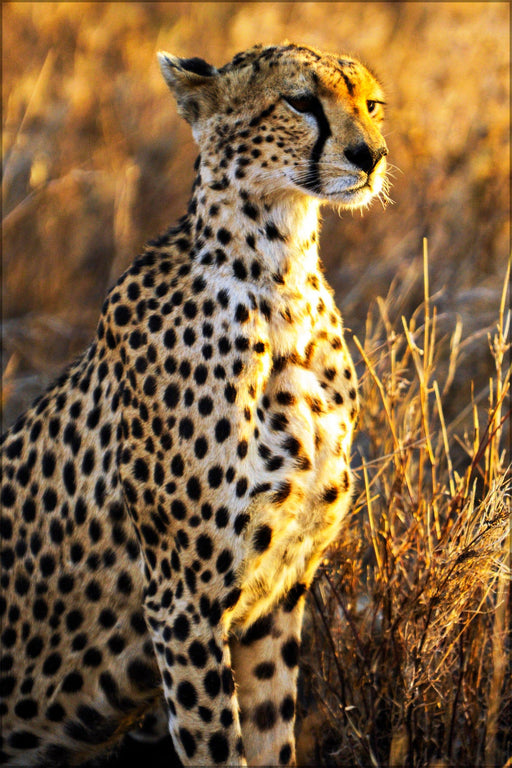 Poster, Many Sizes Available; Cheetah, Serengeti National Park In Tanzania