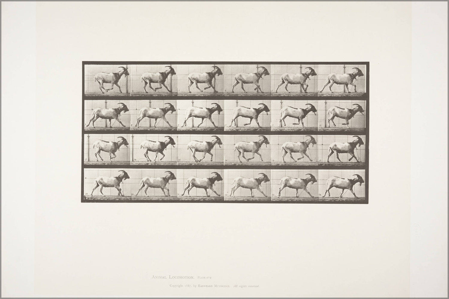 Poster, Many Sizes Available; Goat Galloping (Rbm-Qp301M8-1887-679) #031715