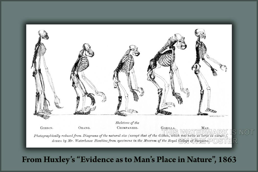 Poster, Many Sizes Available; Human Evolution Huxley&#39;S Evidence As To Man&#39;S Place In Nature (1863)