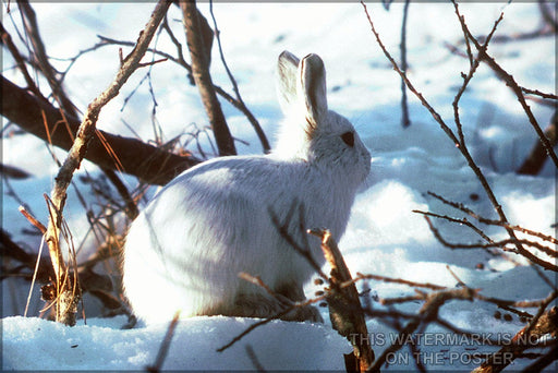 Poster, Many Sizes Available; Arctic Hare