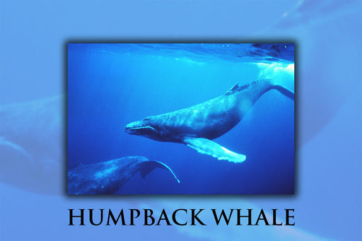 Poster, Many Sizes Available; Humpback Whale Underwater Shot