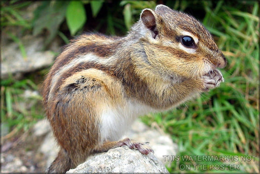 Poster, Many Sizes Available; Chipmunk