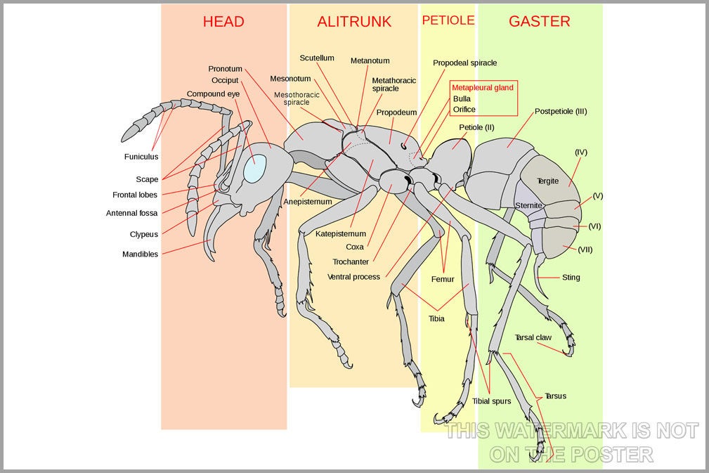 Poster, Many Sizes Available; Worker Ant Anatomy