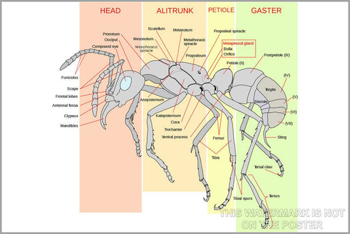 Poster, Many Sizes Available; Worker Ant Anatomy