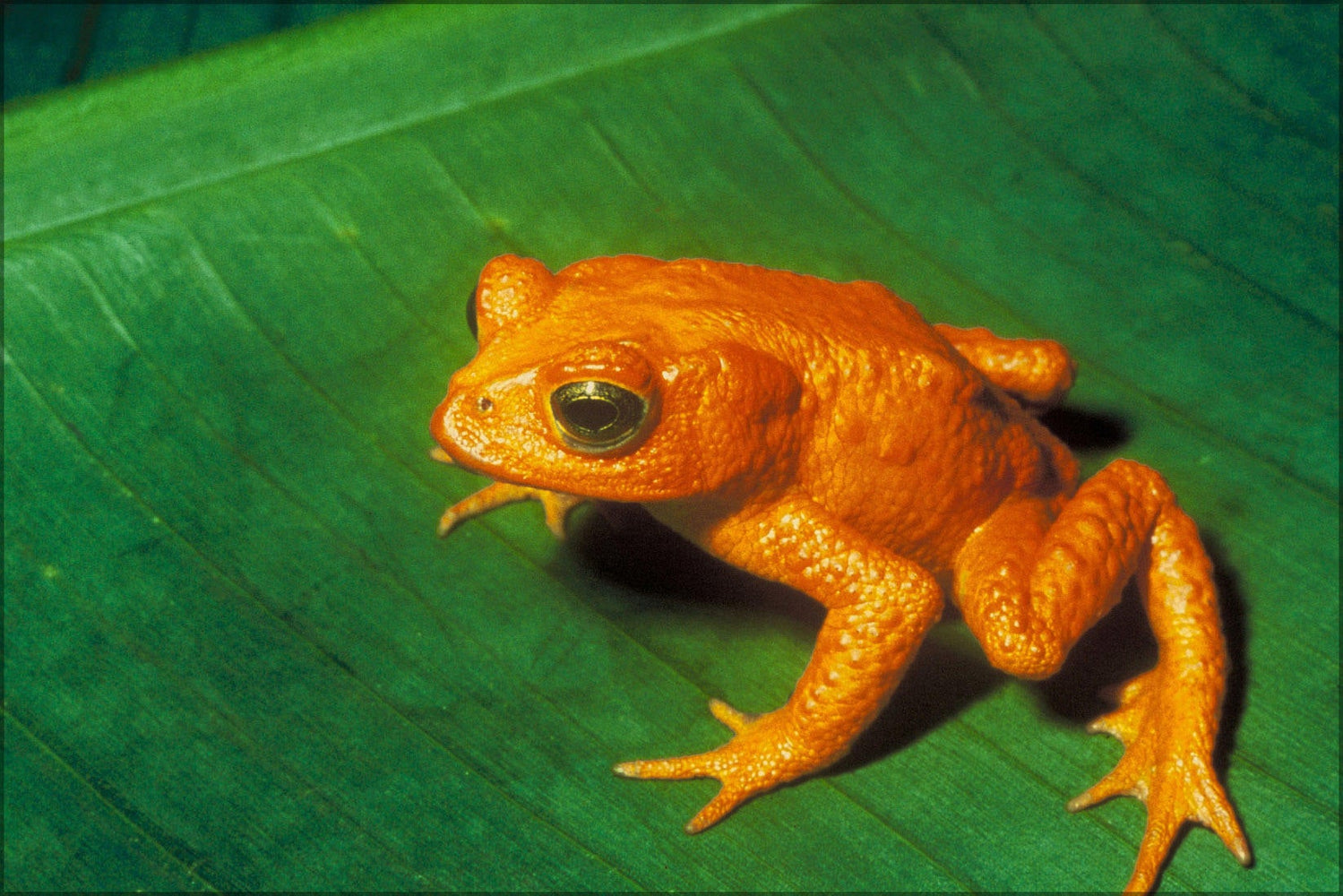 Poster, Many Sizes Available; Golden Toad Bufo Periglenes