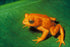 Poster, Many Sizes Available; Golden Toad Bufo Periglenes