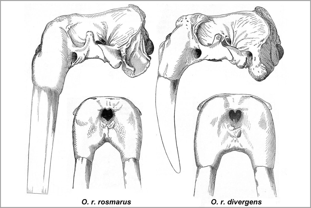 Poster, Many Sizes Available; Walrus Supspecies By Skull By Joel Asaph Allen 1880