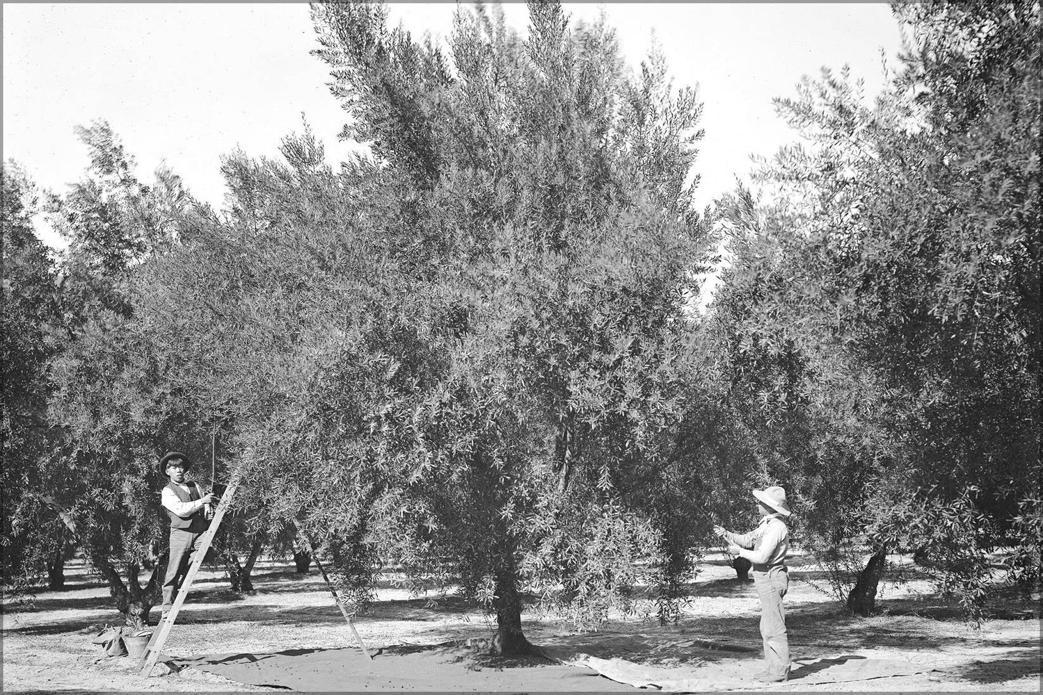 Poster, Many Sizes Available; Asian American Workers In An Olive Grove, Los Angeles, Ca.1900 (-5354)