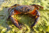 Poster, Many Sizes Available; Warty Crab Or Yellow Crab