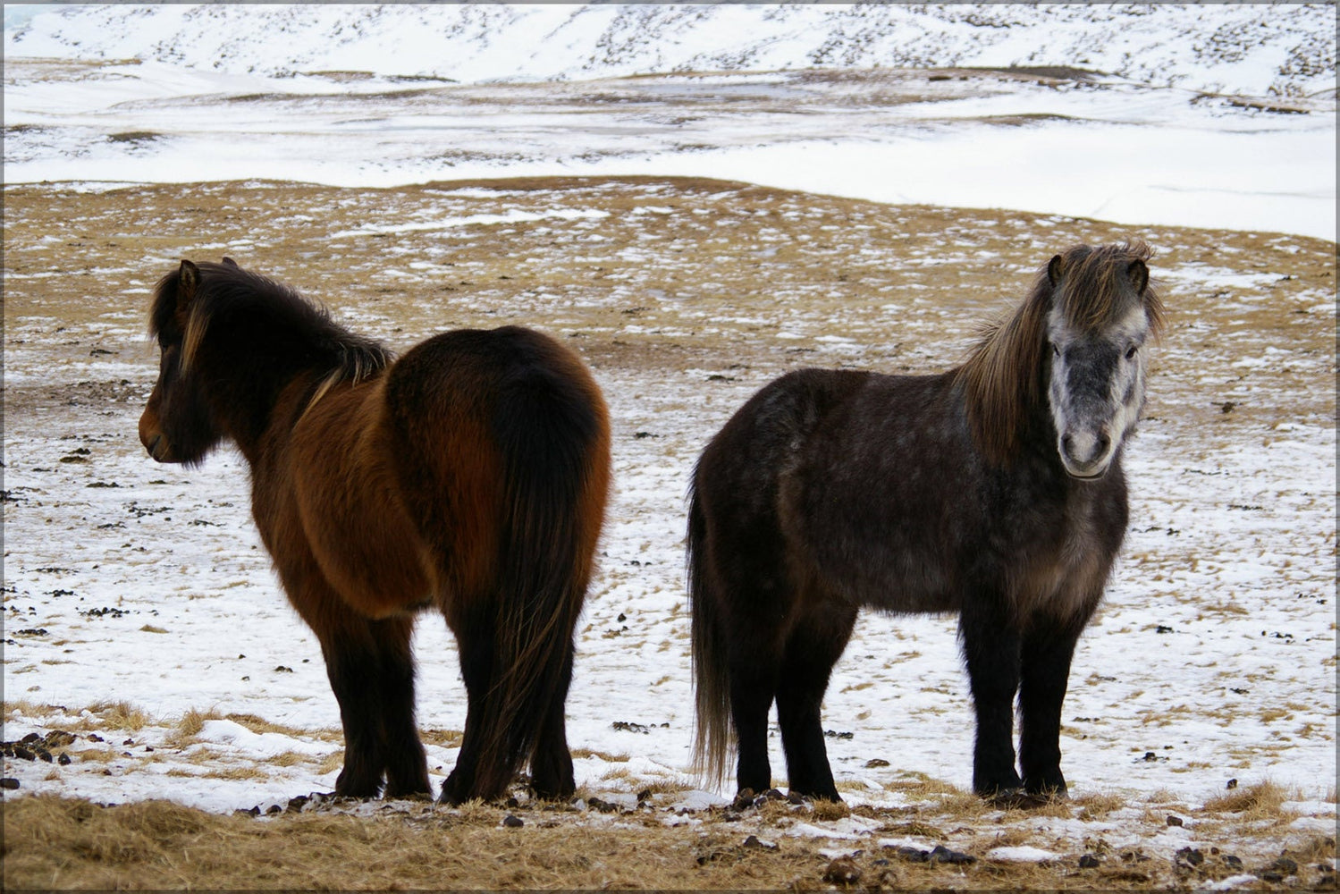 Poster, Many Sizes Available; Icelandic Horse, Iceland