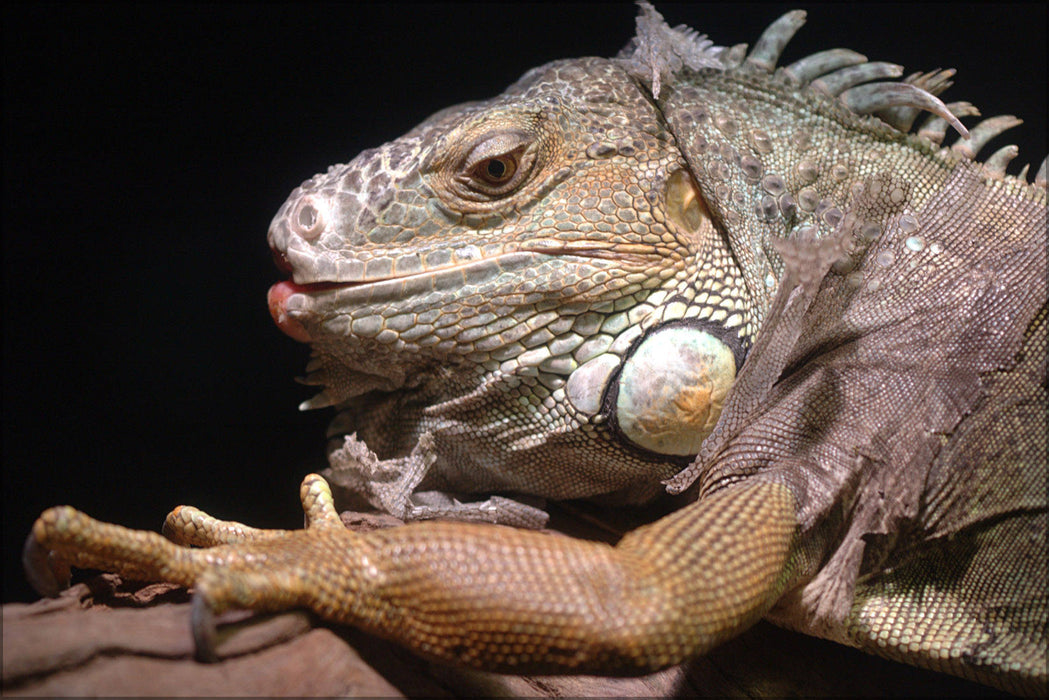 Poster, Many Sizes Available; Iguana Melbourne Zoo 20070224 002