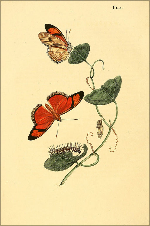 Poster, Many Sizes Available; Illustration Of Dryas Iulia Butterflies C1848