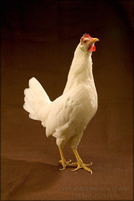 Poster, Many Sizes Available; White Leghorn Chicken