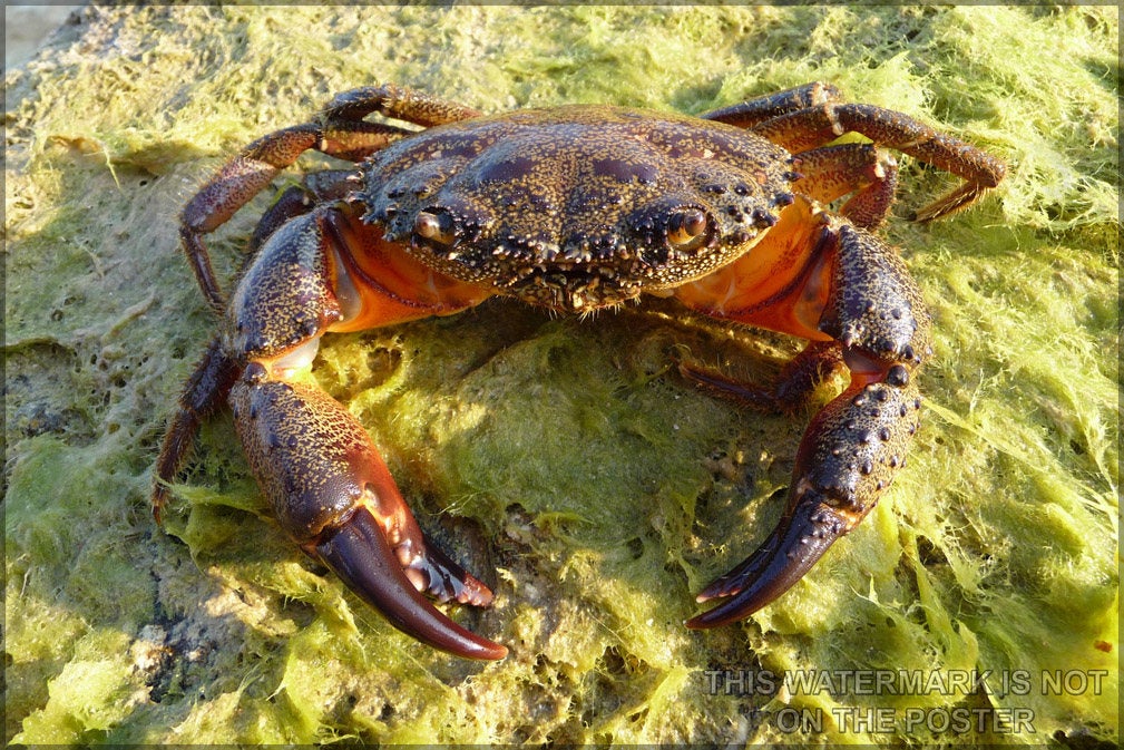 Poster, Many Sizes Available; Yellow Crab Eriphia Verrucosa Old Male, Sometimes Called The Warty Crab Or Yellow Crab