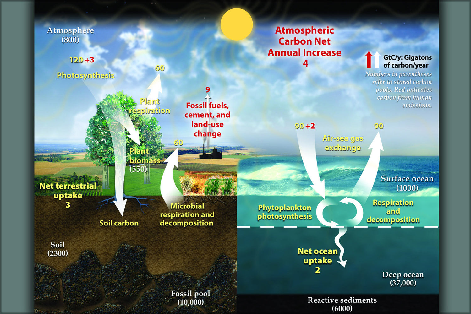 Poster, Many Sizes Available; Earth&#39;S Annual Carbon Cycle