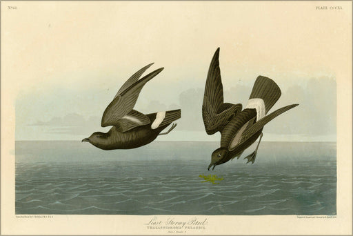 Poster, Many Sizes Available; 340 Least Stormy Petrel Crop